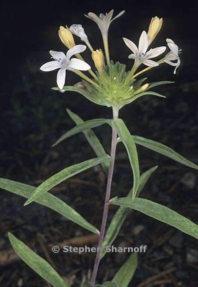 collomia grandiflora 6 graphic